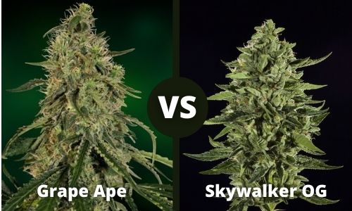 Grape Ape vs Skywalker OG