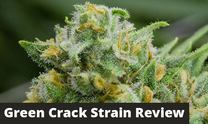 Green Crack Strain Review