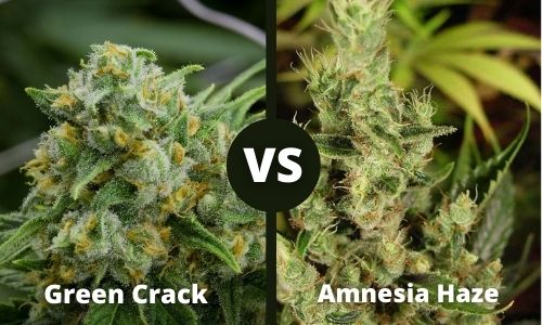 Green Crack vs Amnesia Haze