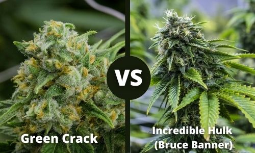 Green Crack vs Bruce Banner