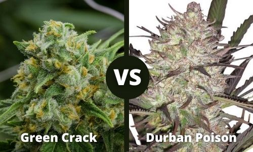 Green Crack vs Durban Poison