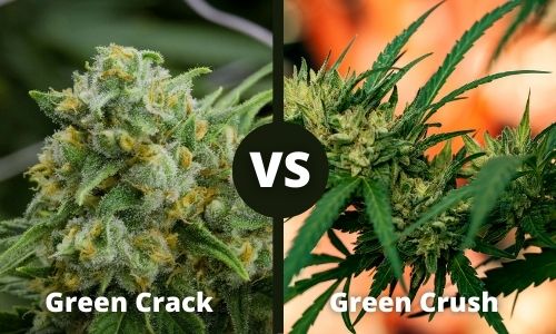 Green Crack vs Green Crush