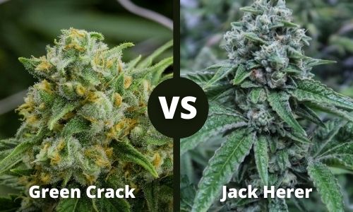 Green Crack vs Jack Herer