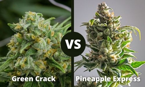 Green Crack vs Pineapple