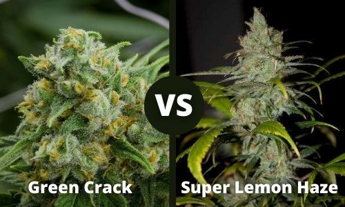 Green Crack vs Super Lemon Haze