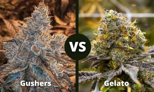 Gushers vs Gelato