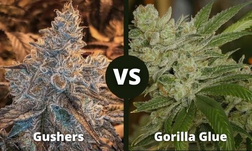 Gushers vs Gorilla Glue