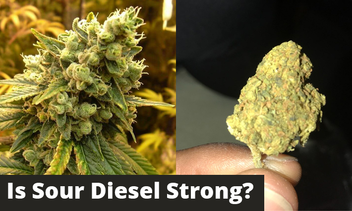 Is-Sour-Diesel-Strong