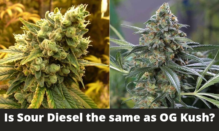 Is Sour Diesel the same as OG Kush?