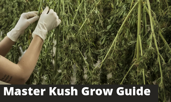 Master Kush Grow Guide