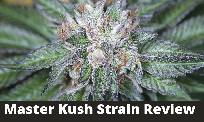 Master Kush Strain Review