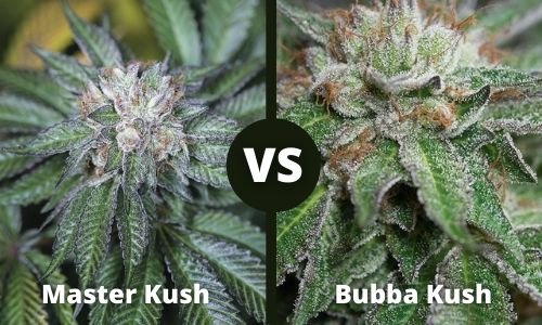 Master Kush vs Bubba Kush