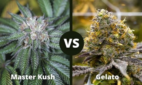 Master Kush vs Gelato