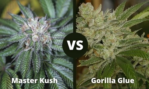 Master Kush vs Gorilla Glue