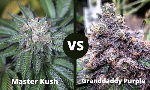 Master Kush vs Granddaddy Purple