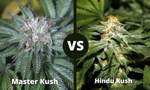 Master Kush vs Hindu Kush