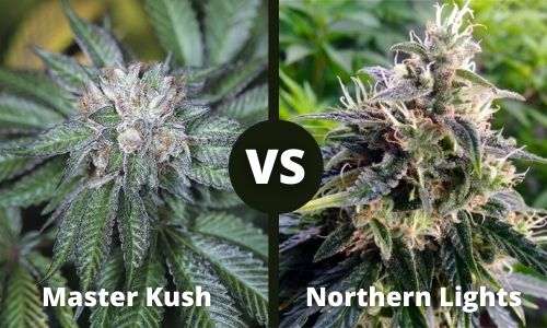 Master Kush vs Northern Lights