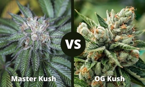 Master Kush vs OG Kush