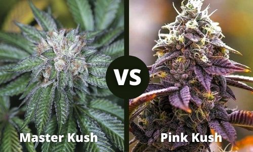 Master Kush vs Pink Kush