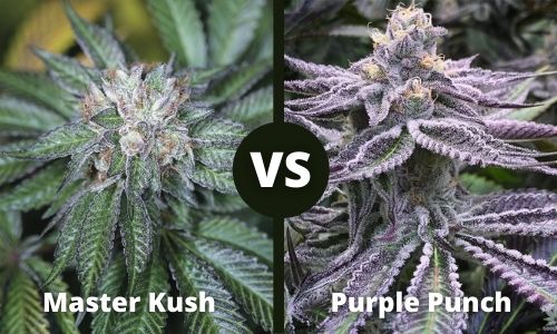 Master Kush vs Purple Punch