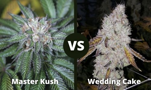 Master Kush vs Wedding Cake