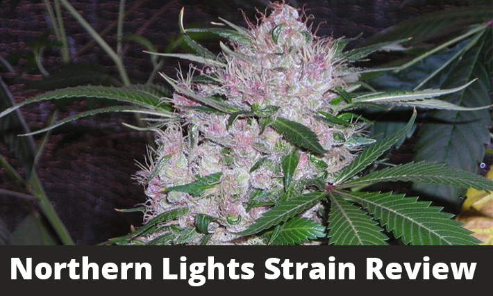 Northern Lights Strain Review