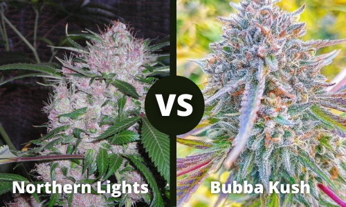Northern Lights vs Bubba Kush