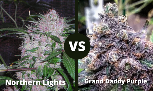 Northern Lights vs Granddaddy Purple