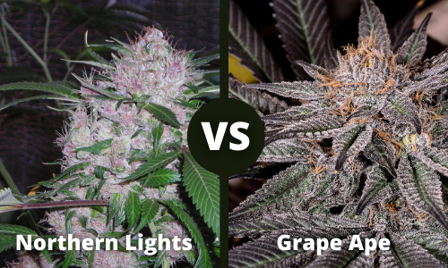 Northern Lights vs Grape Ape