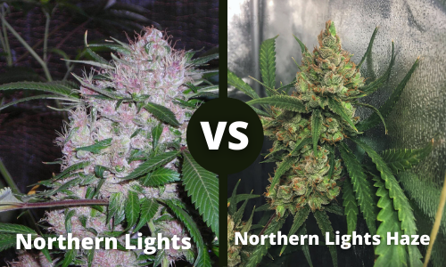 Northern Lights vs Northern Lights Haze