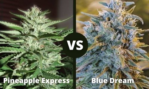 Pineapple Express vs Blue Dream