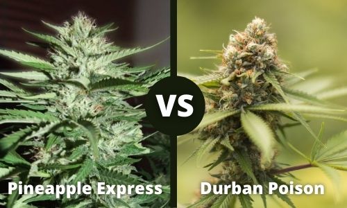 Pineapple Express vs Durban Poison