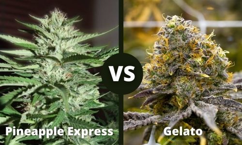 Pineapple Express vs Gelato