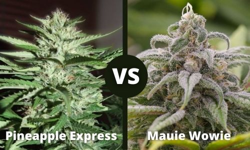 Pineapple Express vs Mauie Wowie