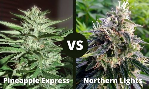 Pineapple Express vs Northern Lights