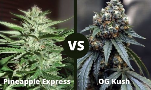 Pineapple Express vs OG Kush