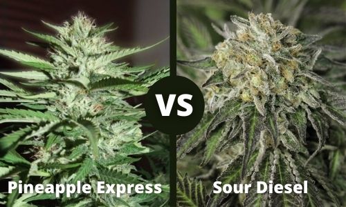 Pineapple Express vs Sour Diesel