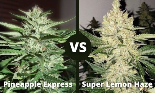 Pineapple Express vs Super Lemon Haze