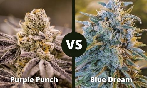 Purple Punch vs Blue Dream