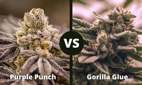 Purple Punch vs Gorilla GLue
