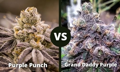 Purple Punch vs Grandaddy Purple