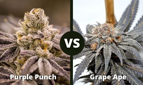 Purple Punch vs Grape Ape