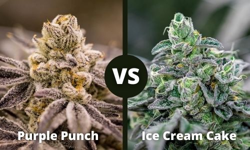 Purple Punch vs Ice Cream Cake