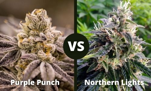Purple Punch vs Northern Lights