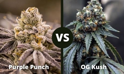 Purple Punch vs OG Kush