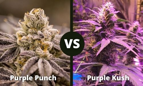 Purple Punch vs Purple Kush