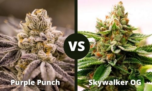 Purple Punch vs Skywalker OG