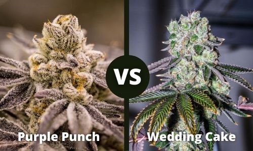 Purple Punch vs Wedding Cake