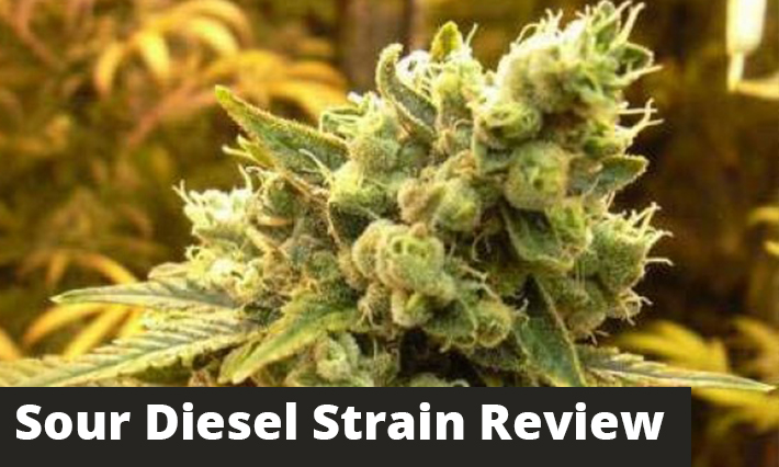 Sour Diesel Strain Review