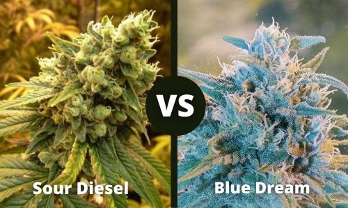 Sour Diesel vs Blue Dream